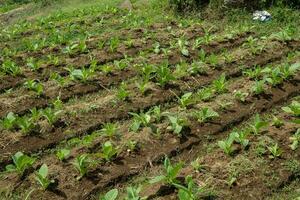 le tabac jardin champ lorsque croissance saison terrassement méthode sur haute sol. le photo est adapté à utilisation pour botanique arrière-plan, la nature le tabac affiches et la nature contenu médias.