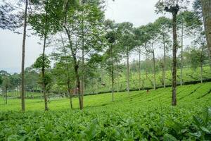 paysage de vert thé jardin sur le Haut Montagne avec nuageux ciel. photo