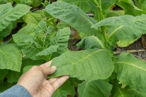 homme tenir le tabac fleur et feuille lorsque récolte saison. le photo est adapté à utilisation pour jardin champ contenu médias, la nature affiche et ferme Contexte.