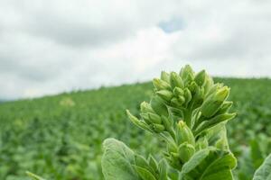 vert le tabac fleur bourgeon lorsque printemps saison sur jardin champ. le photo est adapté à utilisation pour jardin champ contenu médias, la nature affiche et ferme Contexte.