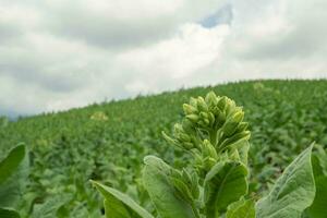 vert le tabac fleur bourgeon lorsque printemps saison sur jardin champ. le photo est adapté à utilisation pour jardin champ contenu médias, la nature affiche et ferme Contexte.