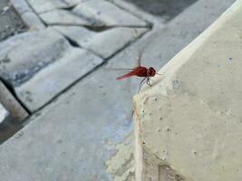 rouge libellule perche sur faible béton. le photo est adapté à utilisation pour animal faune et animal affiche.