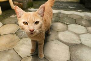 proche en haut de graisse Orange chat à la recherche à caméra tandis que sur marche. sélectif concentrer image avec floue Contexte photo