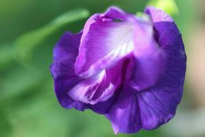 magnifique bleu fleur fermer macro photo