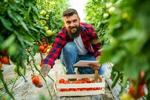 biologique serre entreprise. agriculteur est cueillette et examiner Frais et mûr tomates dans le sien serre. photo