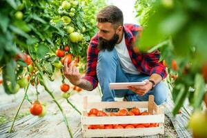 biologique serre entreprise. agriculteur est cueillette et examiner Frais et mûr tomates dans le sien serre. photo