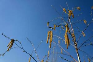 bouleau fleur dans printemps dans mai photo