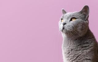 chat gris sur fond rose photo
