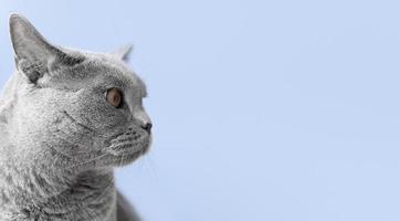 profil de côté de chat gris photo