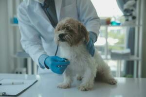 vétérinaire examiner chien et chat. chiot et chaton à vétérinaire médecin. animal clinique. animal de compagnie vérifier en haut et vaccination. santé se soucier. photo