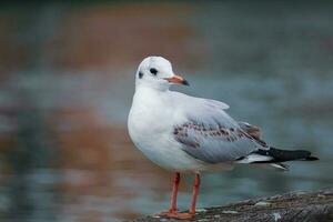 mouette se percher sur balustrade dans le port photo