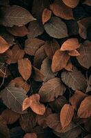 marron Japonais renouée plante feuilles dans l'automne saison, marron Contexte photo