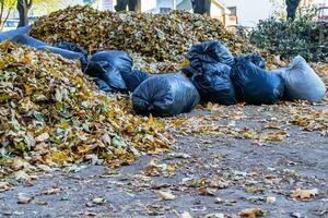 photographie sur des sacs à thème de feuilles en forêt sur fond nature naturelle photo