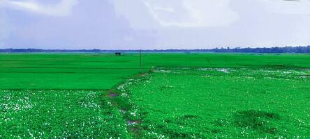 vert riz champ dans le matin, Naturel vue de riz champ et vert arbre plus de le Lac en buvant, paysage avec herbe et des arbres, riz champ photo bleu ciel