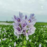 violet fleur, jacinthe fleur proche en haut la photographie, pluvieux saison, , Japon, Japonais fleur, magnifique la nature paysage, feuille modèle, rivière fleurs, fleur Photos, nature, fleurir, floraison, printemps, photo