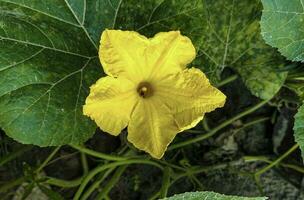 une Jaune citrouille fleur avec vert feuilles et une Jaune centre est montré, citrouille, fleur, vert, jaune, nature, agriculture, jardin, naturel, légume, arrière-plan, photo