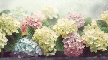 hortensias dans crémeux rose et lumière bleu sur une pâle vert flou Contexte. ai généré. photo