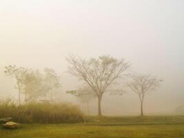 paysage avec arbre dans la nature photo