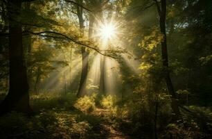 forêt Soleil des rayons. produire ai photo