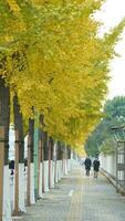 le l'automne vue avec le Jaune d'or feuilles sur le des arbres dans l'automne photo