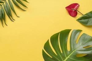 composition de plantes tropicales de fond minimal photo