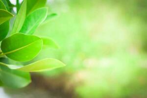 vert la nature Contexte. écologie système dans printemps et été Contexte concept photo