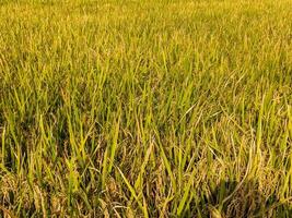 une vue de le vaste riz des champs avec nuageux ciel dans blitar, Indonésie photo