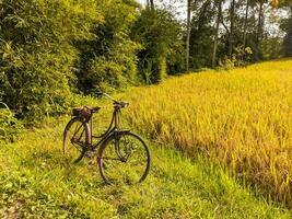 un vieux vélo ou sepeda onthe avec riz des champs dans le Contexte photo