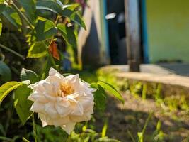 une proche en haut de Rosa chinensis fleur. connu communément comme le Chine rose, chinois rose, ou Bengale Rose. une membre de le genre rose. pour fleur Contexte ou fond d'écran photo