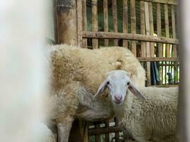 une mouton ou ovis bélier dans le stylo dans blitar, Indonésie photo