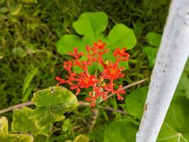 une proche en haut de jatropha pédagogie fleur. aussi appelé comme goutte usine, goutte tige, guatémaltèque Rhubarbe, corail usine, Bouddha ventre usine, purge noix, physique écrou photo