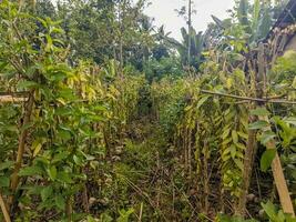 une vanille plantation dans blitar, Indonésie photo