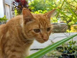 une proche en haut de Felis catus ou Orange chat photo