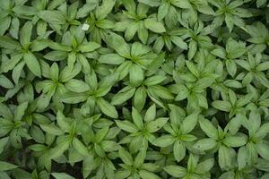 vert brut jute plante Haut vue modèle texture pouvez être utilisé comme une Contexte fond d'écran photo