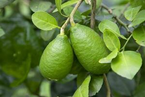 Frais vert brut citron charnière dans le jardin arbre branche photo