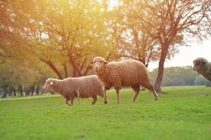 Troupeau de moutons sur pré vert printemps frais pendant le lever du soleil photo