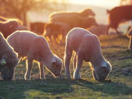 Troupeau de moutons sur pré vert printemps frais pendant le lever du soleil photo
