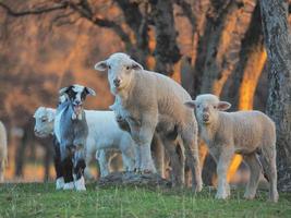 jeune agneau curieux à la ferme photo