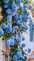 escalade bleu des roses sur le mur ensoleillé temps. ai génératif photo
