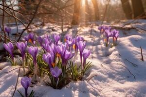 printemps paysage avec premier fleurs violet crocus sur le neige dans la nature dans le des rayons de lumière du soleil. ai génératif photo