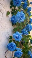 escalade bleu des roses sur le mur ensoleillé temps. ai génératif photo