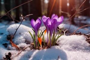 printemps paysage avec premier fleurs violet crocus sur le neige dans la nature dans le des rayons de lumière du soleil. ai génératif photo