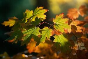 Naturel l'automne Contexte avec d'or Jaune et Orange érable feuilles embrasé dans le Soleil sur une doux floue lumière vert Contexte. ai génératif photo