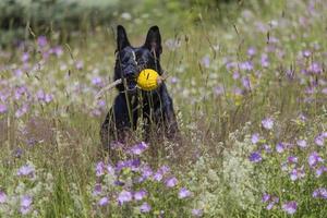 Berger allemand noir s'exécute sur un champ avec prairie en fleurs photo