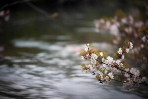 papillon, fleur de cerisier, flou rivière. ai génératif photo