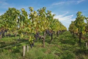 Raisins dans le vignoble du sud de la france en provence photo