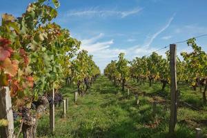Raisins dans le vignoble du sud de la france en provence photo