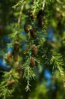 épicéa branches sont décoré avec Jeune cônes. cônes fermer. fermer sur flou verdure avec copier de espace, en utilisant comme une Contexte le Naturel paysage, écologie, photo