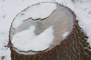 Détail du motif abstrait du tronc gelé couvert de neige photo