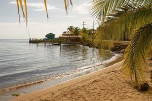 Plage et palmiers à l'île de Roatan au Honduras photo